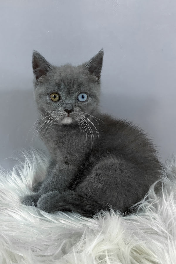 Adel | British Shorthair Kitten