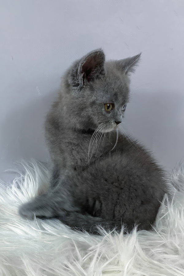 Adel | British Shorthair Kitten