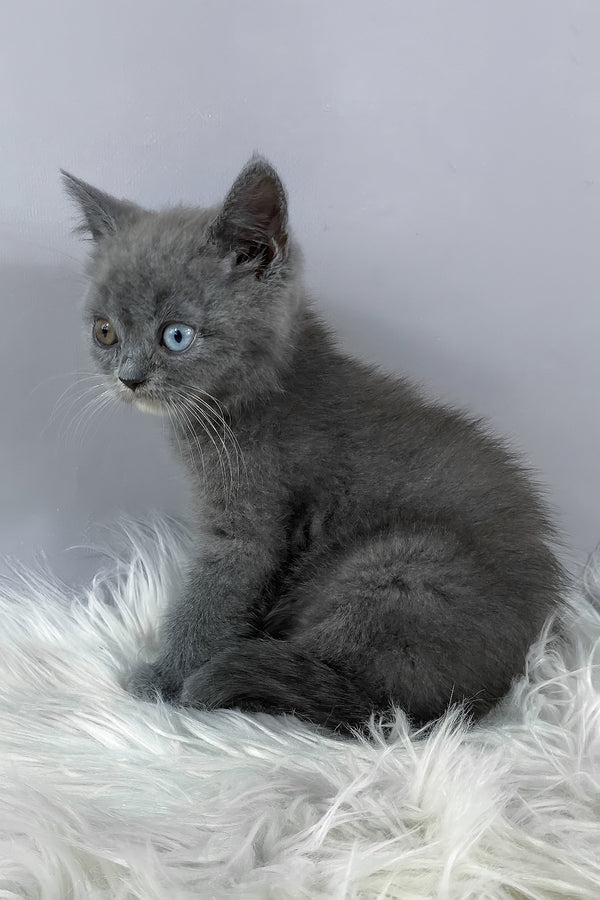 Adel | British Shorthair Kitten