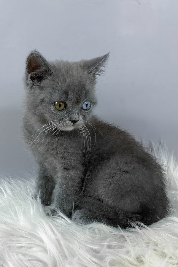 Adel | British Shorthair Kitten