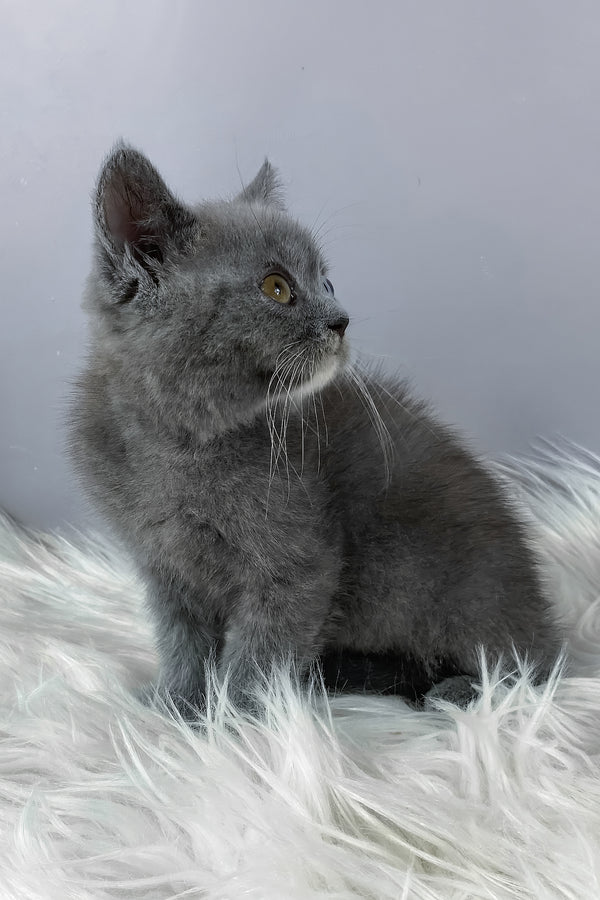 Adel | British Shorthair Kitten