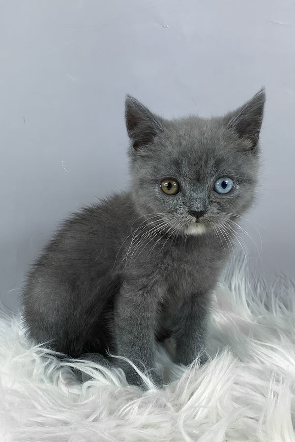 Adel | British Shorthair Kitten