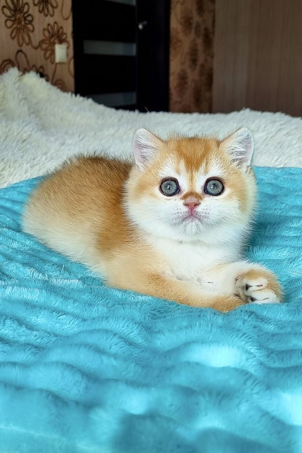 Adel | British Shorthair Kitten