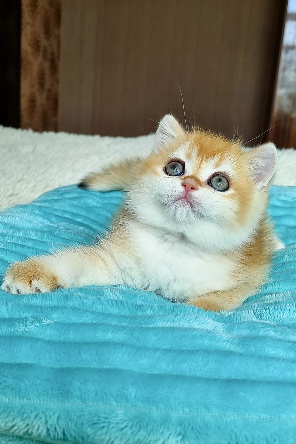 Adel | British Shorthair Kitten