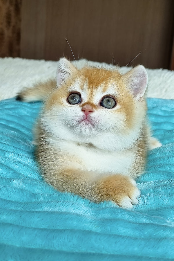 Adel | British Shorthair Kitten