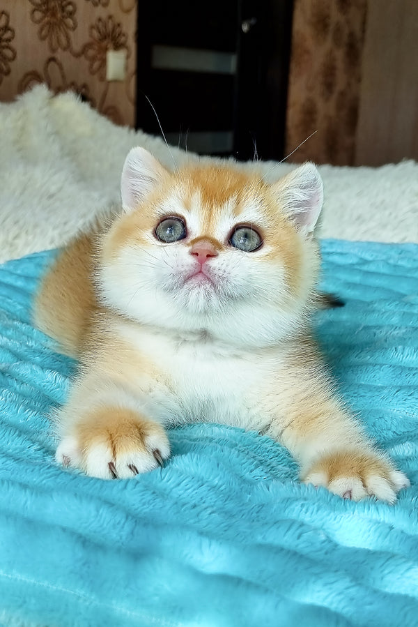 Adel | British Shorthair Kitten