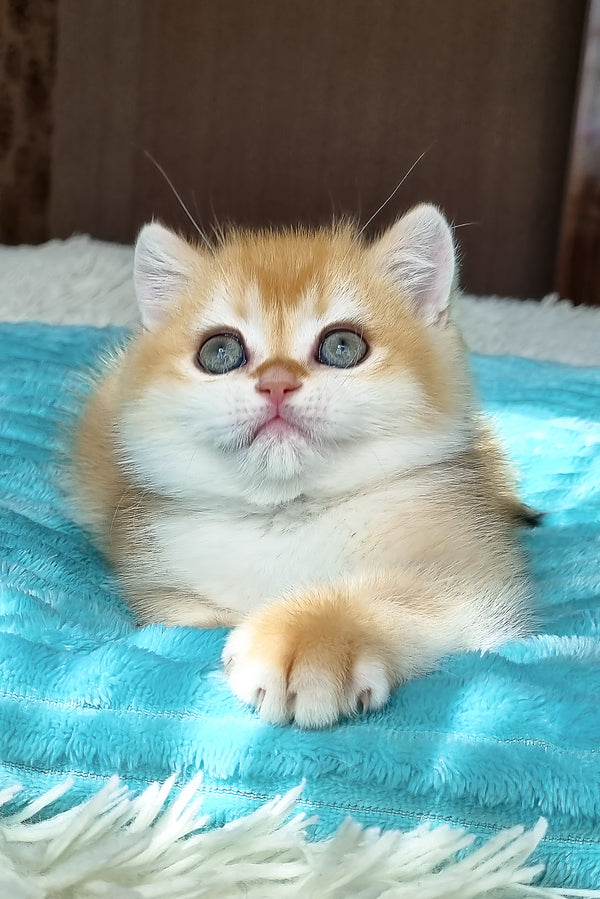 Adel | British Shorthair Kitten