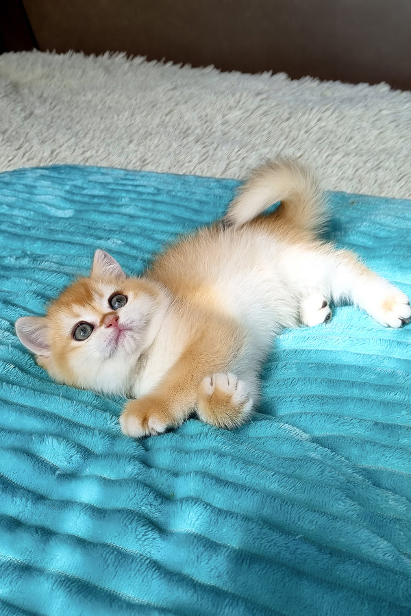Adel | British Shorthair Kitten