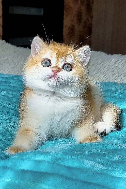 Adel | British Shorthair Kitten