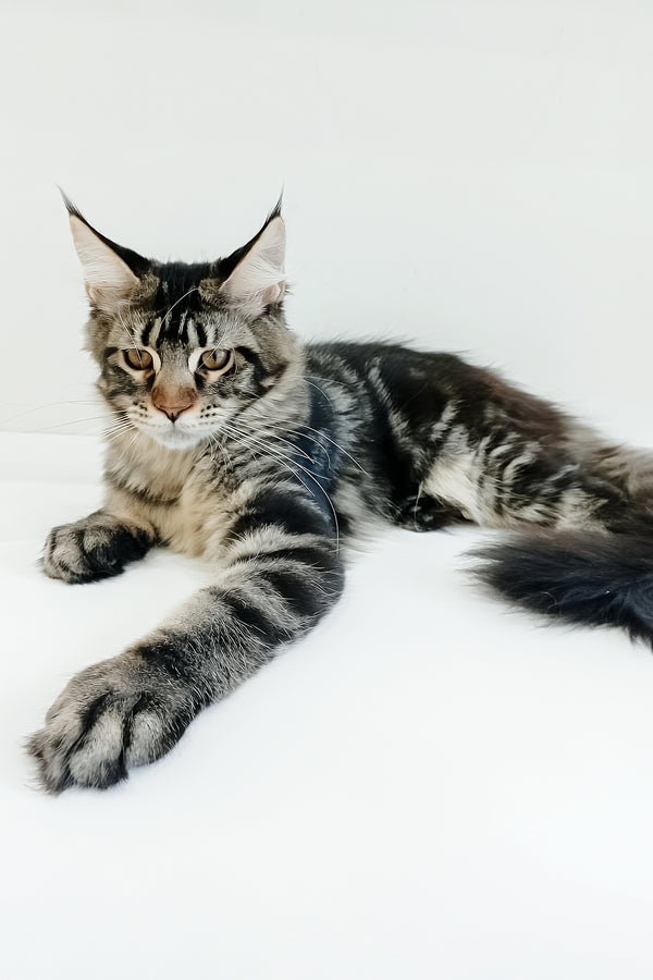 Adele | Maine Coon Kitten