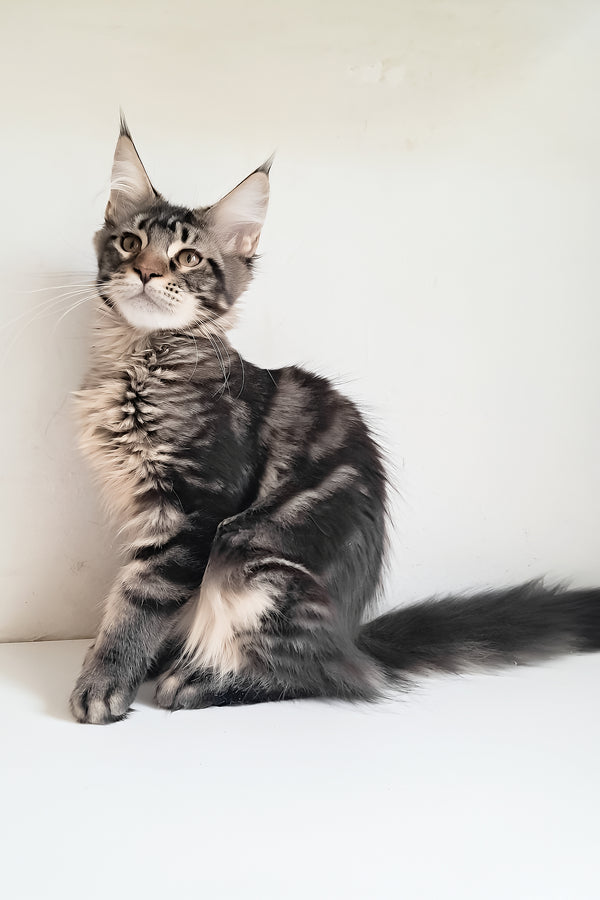 Adele | Maine Coon Kitten