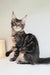 Adele | Maine Coon Kitten