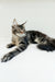 Adele | Maine Coon Kitten