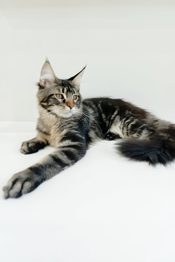 Adele | Maine Coon Kitten