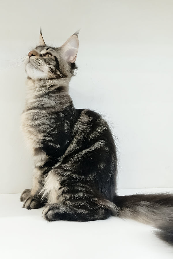 Adele | Maine Coon Kitten