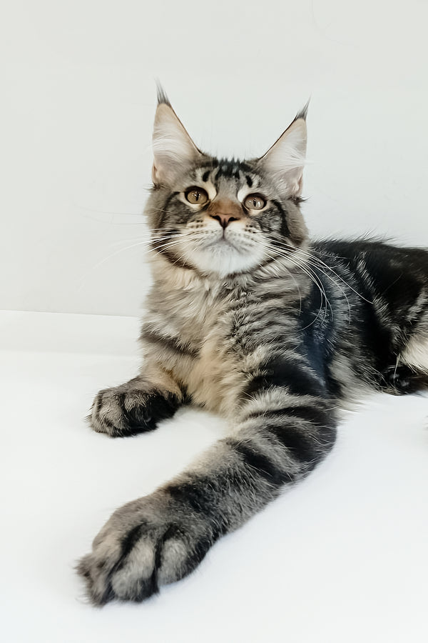 Adele | Maine Coon Kitten