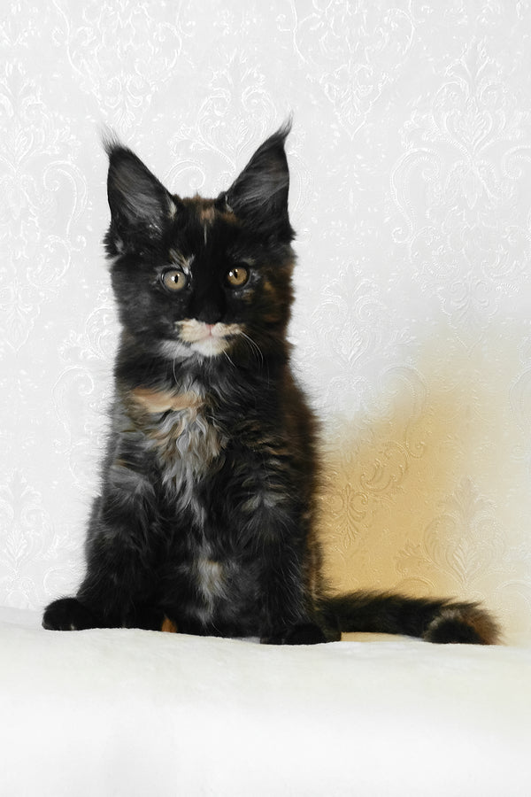 Adelle | Maine Coon Kitten