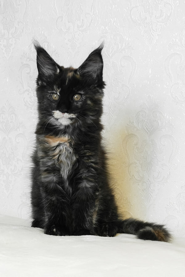 Adelle | Maine Coon Kitten