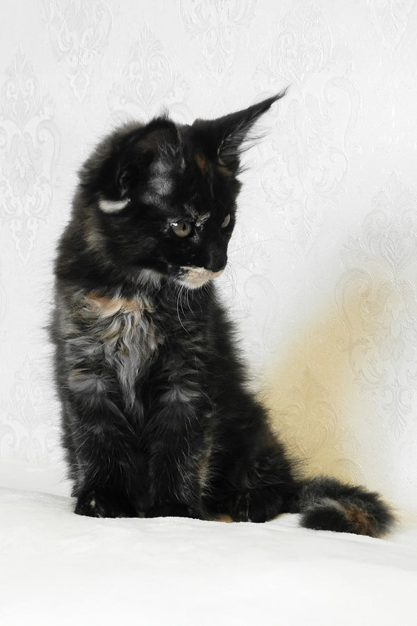 Adelle | Maine Coon Kitten