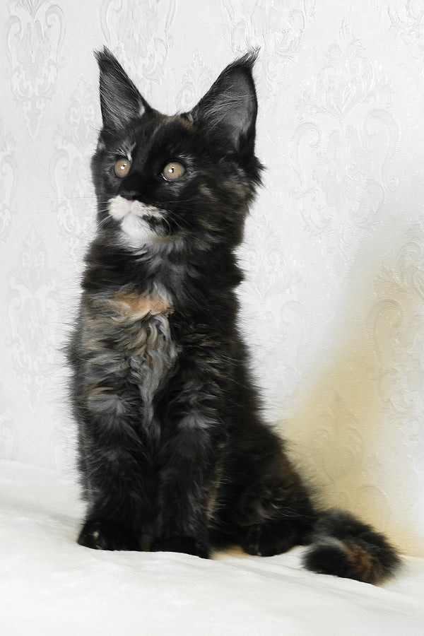 Adelle | Maine Coon Kitten