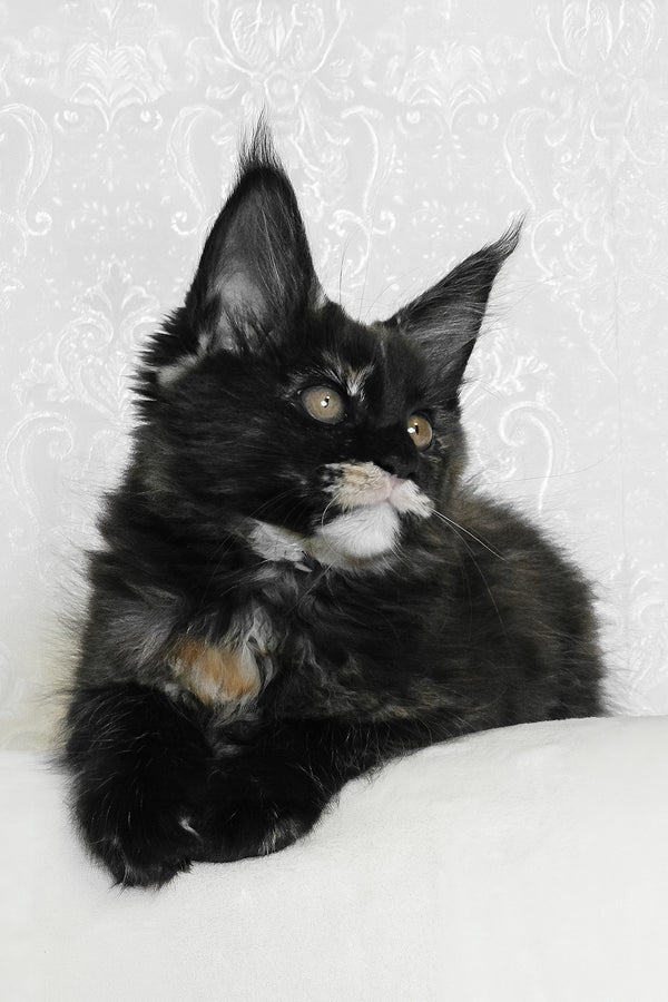 Adelle | Maine Coon Kitten