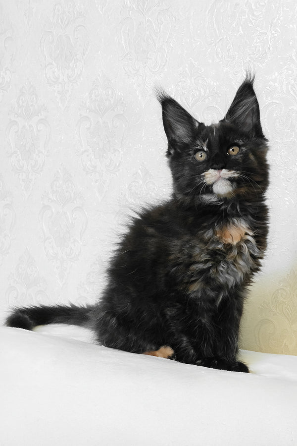 Adelle | Maine Coon Kitten