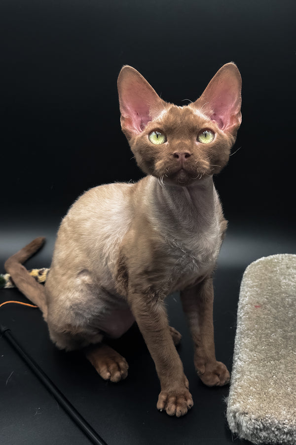 Andrian | Devon Rex Kitten