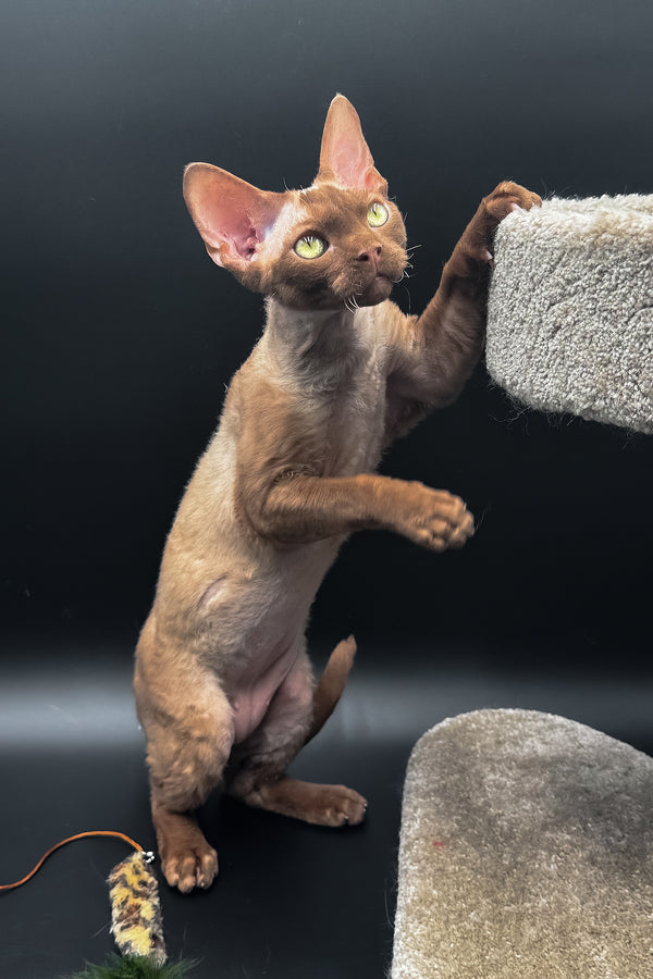 Andrian | Devon Rex Kitten