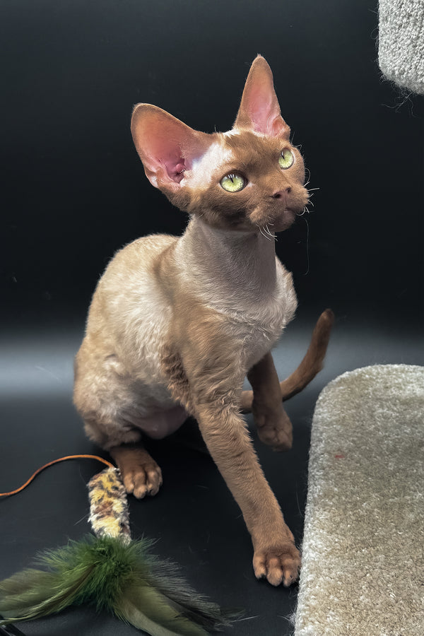 Andrian | Devon Rex Kitten