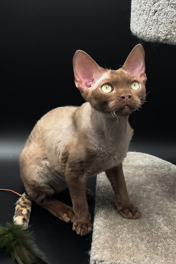 Andrian | Devon Rex Kitten