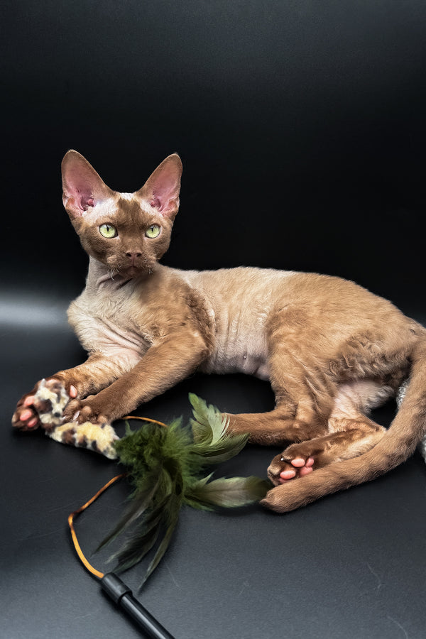 Andrian | Devon Rex Kitten