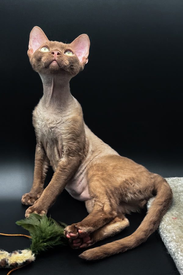 Andrian | Devon Rex Kitten