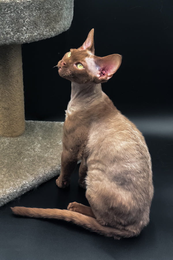 Andrian | Devon Rex Kitten