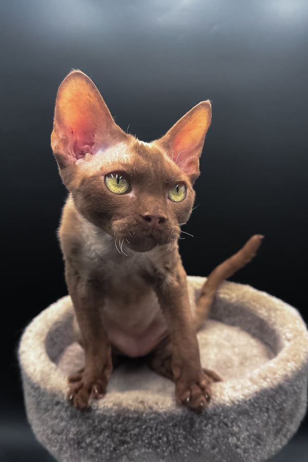 Andrian | Devon Rex Kitten