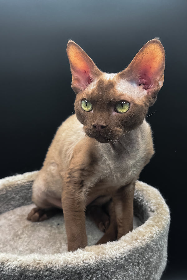 Andrian | Devon Rex Kitten