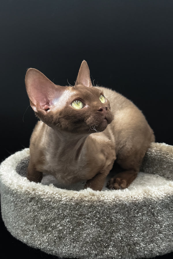 Andrian | Devon Rex Kitten