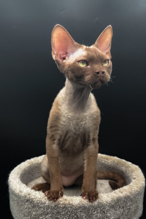 Andrian | Devon Rex Kitten