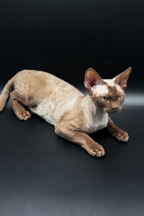 Andrian | Devon Rex Kitten
