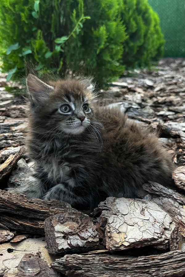 Aelita | Maine Coon Kitten