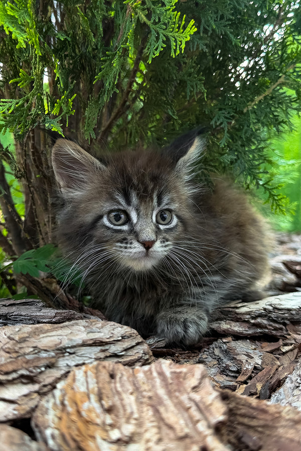 Aelita | Maine Coon Kitten