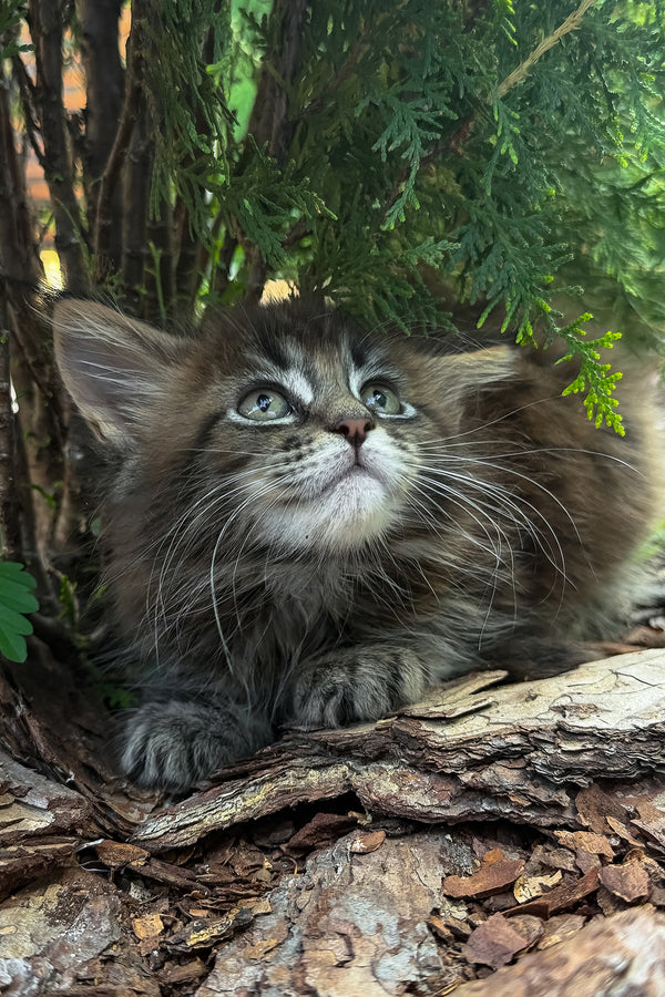 Aelita | Maine Coon Kitten