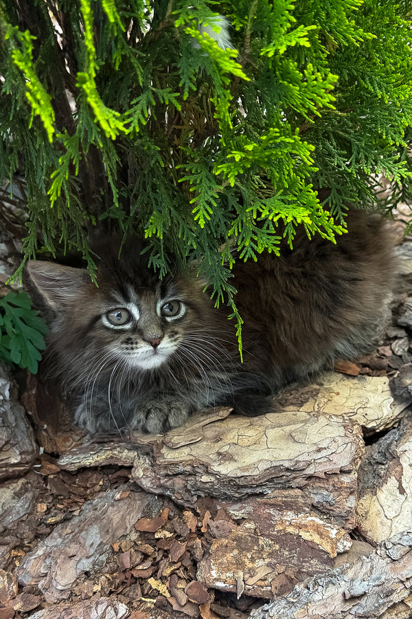 Aelita | Maine Coon Kitten