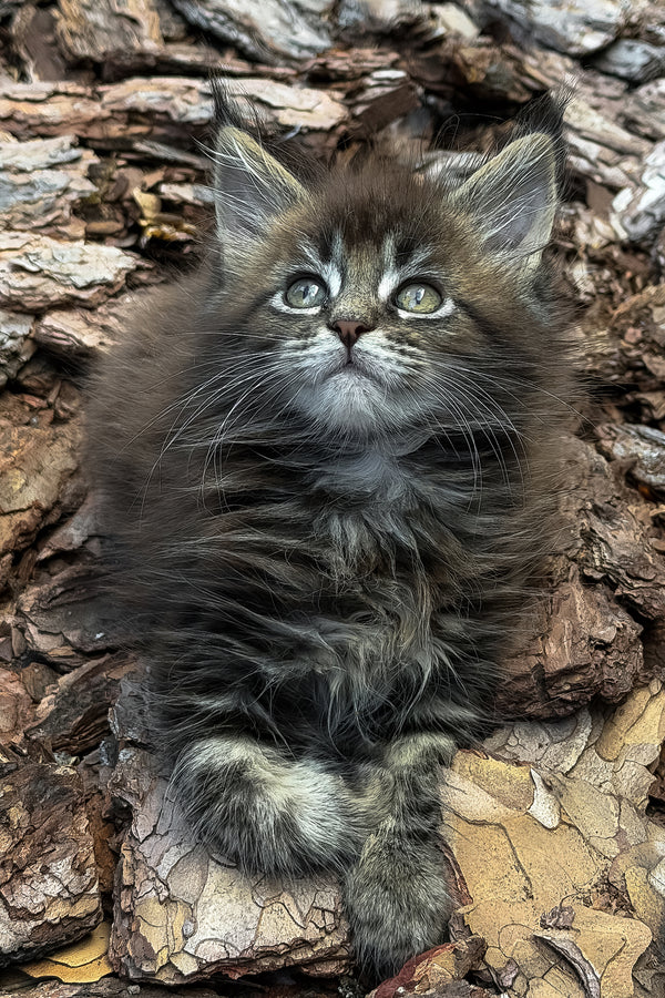 Aelita | Maine Coon Kitten