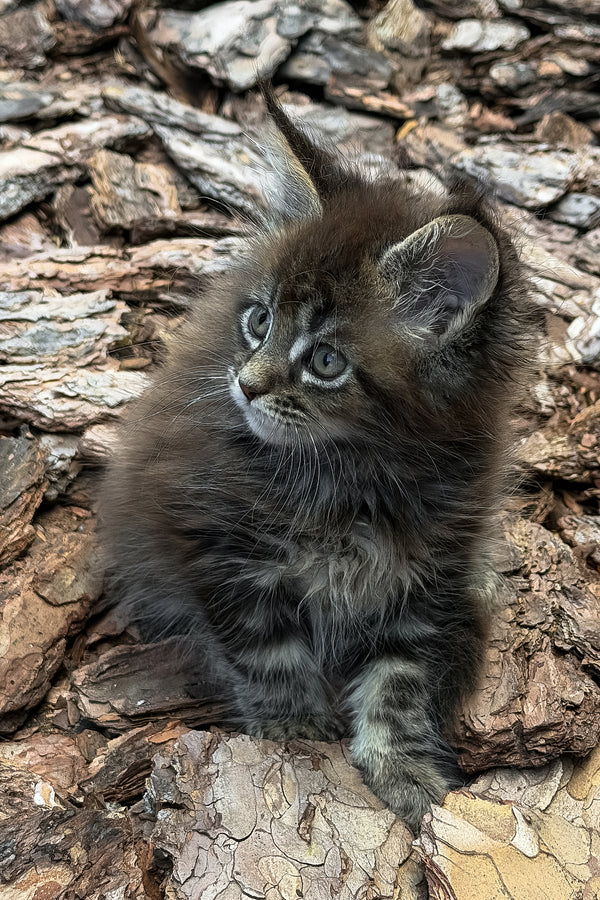 Aelita | Maine Coon Kitten