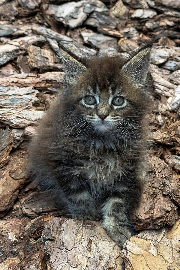 Aelita | Maine Coon Kitten