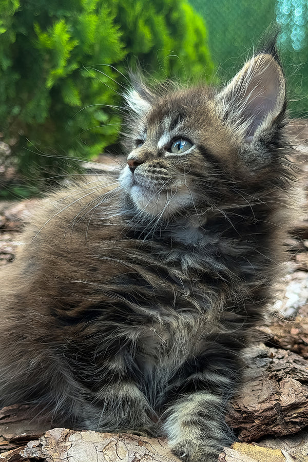 Aelita | Maine Coon Kitten