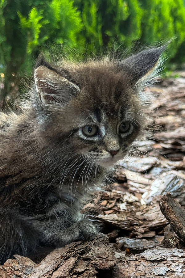 Aelita | Maine Coon Kitten