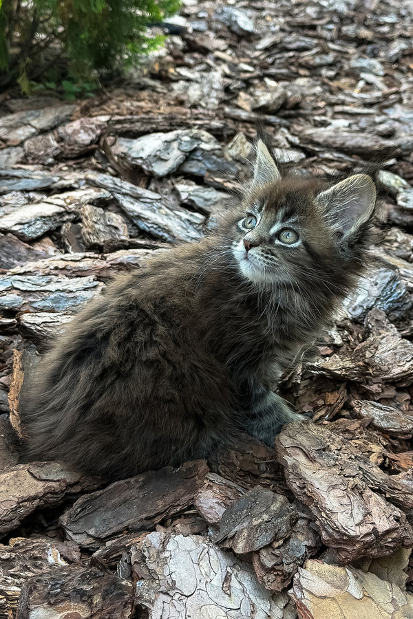 Aelita | Maine Coon Kitten