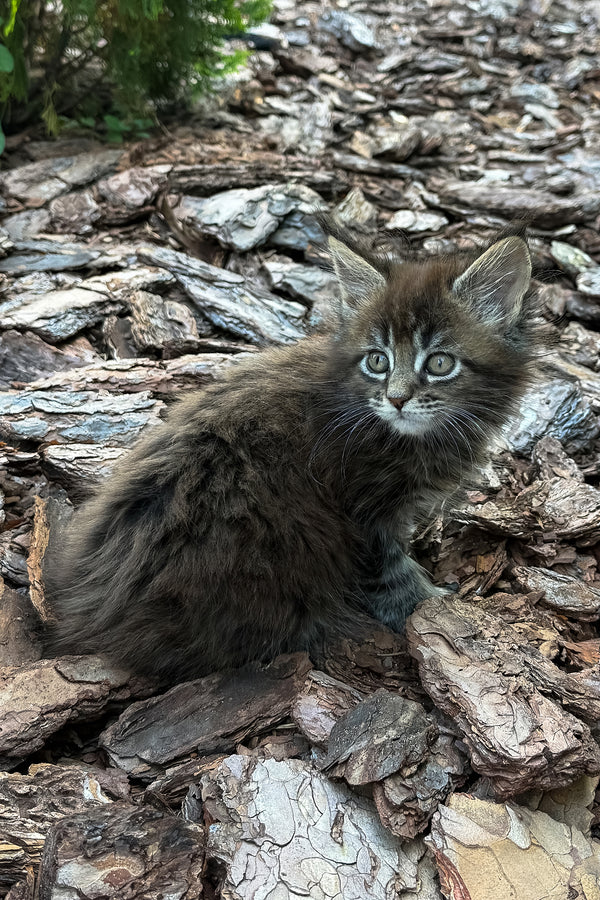 Aelita | Maine Coon Kitten