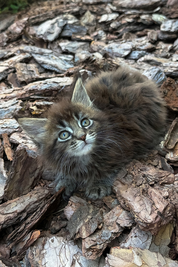 Aelita | Maine Coon Kitten